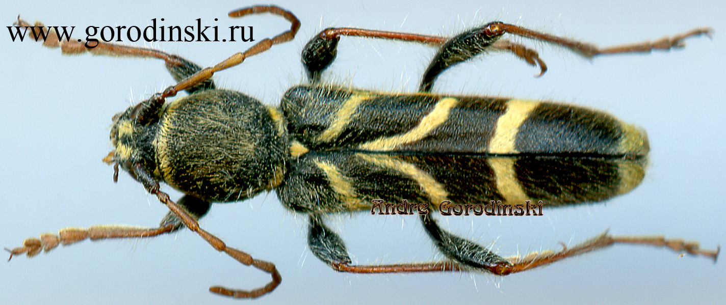 http://www.gorodinski.ru/cerambyx/Cyrtoclytus capra.jpg